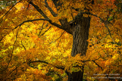 Golden Maple tree, close-up