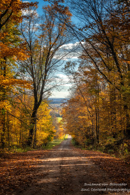 Late Fall colors, road
