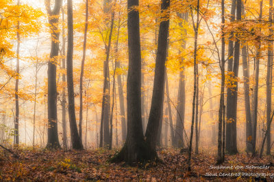 Golden forest in fog 3