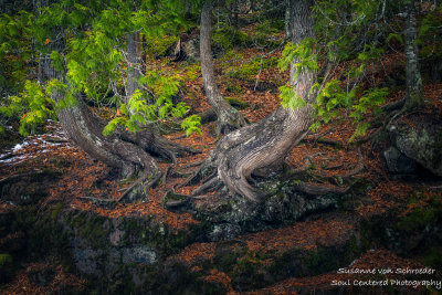 Cedar trees and roots
