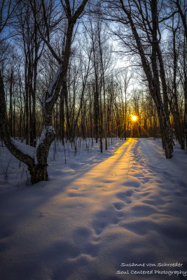 Sunlit snowy path