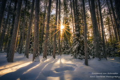 Tall Pine trees with sun rays