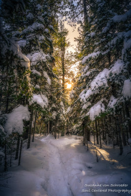 Winter woodland path