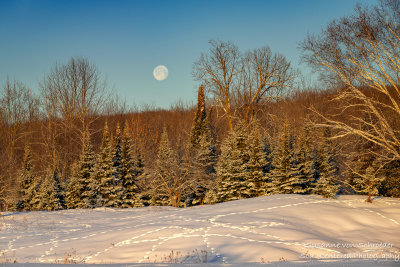 Setting full moon with deer tracks in the snow