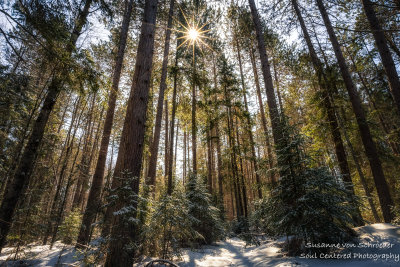 Sun in tall pine trees