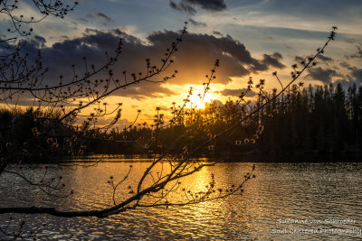 Budding Maple tree at sunset