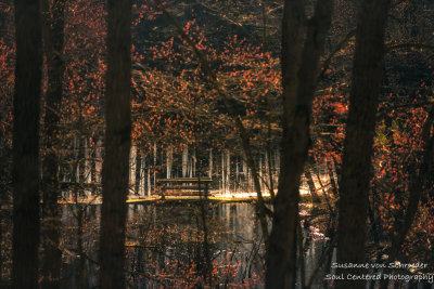 A little foot bridge amongst blooming Maple trees