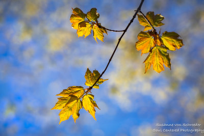Baby spring leaves