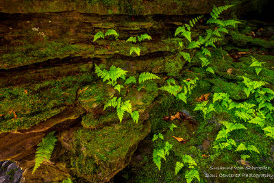 Ferns and moss