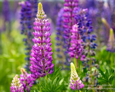 Pink-purple Lupins