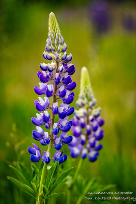 Blue and white Lupin
