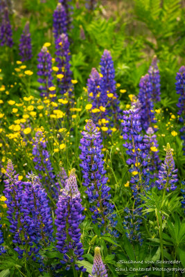 Lupins and Buttercups, Bayfield area