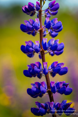 Purple Lupin, close-up