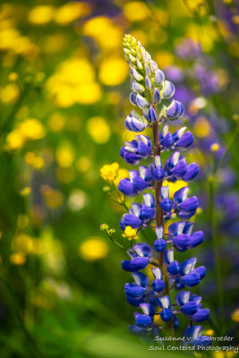 Lupins and Buttercups