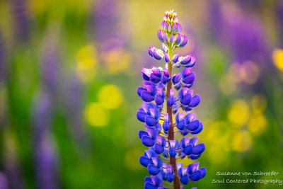 Lupins and Buttercups, bokeh