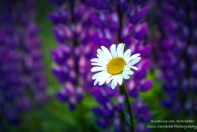 Single Daisy with Lupins in the background