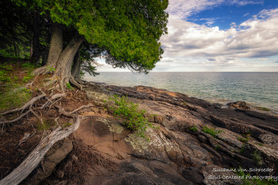 Cedar Tree with roots