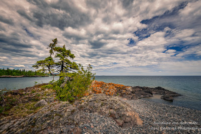 At Hollow Rock, orange lichens and tree