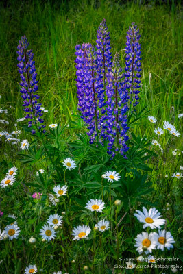 Lupins and Daisies