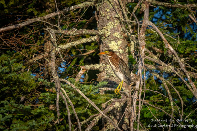 Immature Green-backed Heron in tree