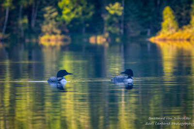 A pair of Loons on Audie Lake 1