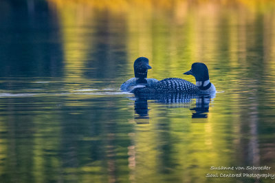 A pair of Loons on Audie Lake 2