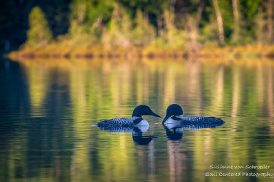 A pair of Loons on Audie Lake 3