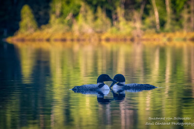 A pair of Loons on Audie Lake 4