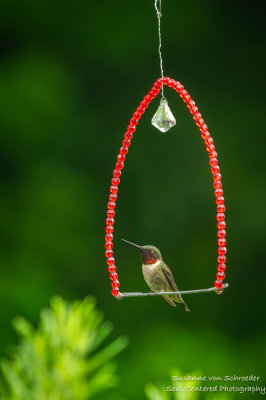 Hummingbird on a swing