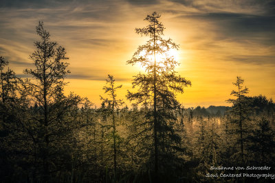 Foggy Sunrise at a bog