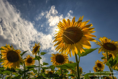 Sunflowers = summer!! 1