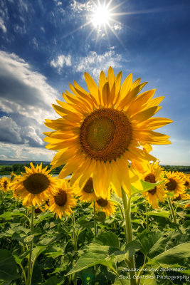 Sunflowers = summer!! 2