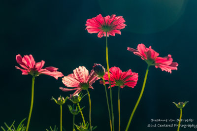 Cosmos dancing in the morning light