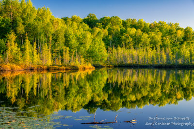 Summer reflections, Audie Lake 1