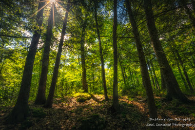 Magical forest light