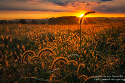 Late August sunrise with lit up seed heads
