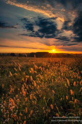 Late August sunrise in a field