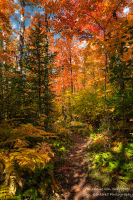 Maple trees in brilliant colors 2