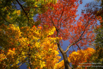 Fall colors - looking up