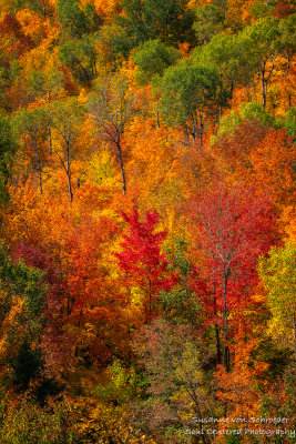 Brilliant fall colors - Juniper Rock 1