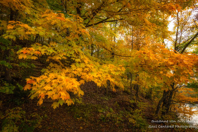 Golden Maple tree