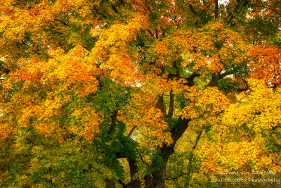 Majestic Maple tree, fall colors 1