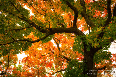 Majestic Maple tree, fall colors 2