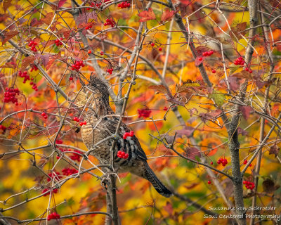 A Grouse feasting on berries