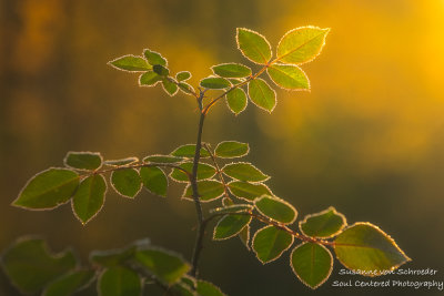 Frosted Rose leaves in morning light