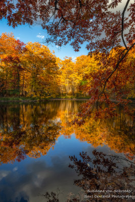 Late fall colors, Oak trees 1