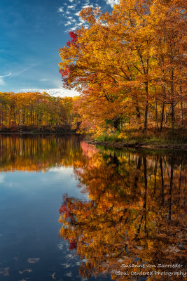 Late fall colors, Oak trees 3