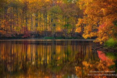 Late fall colors, Oak trees 4