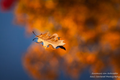 Single Oak leaf floating