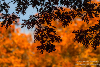 Oak leaves silhouette